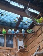 Engelse grasparkieten, Dieren en Toebehoren, Vogels | Parkieten en Papegaaien, Meerdere dieren, Parkiet