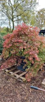 Japanse Esdoorn/Acer palmatum, Tuin en Terras, Planten | Bomen, In pot, Overige soorten, Ophalen