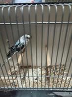 Blackwing x split grasparkieten, Dieren en Toebehoren, Vogels | Parkieten en Papegaaien, Meerdere dieren, Parkiet