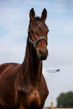 Te koop: Brave en werkwillige 5-jarige dressuurmerrie, Dieren en Toebehoren, Paarden