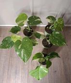 Monstera Thai Constellation, Ophalen of Verzenden, Halfschaduw, Minder dan 100 cm