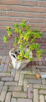 Hebe struik in gevlochten mand, Overige soorten, Volle zon, Vaste plant, Ophalen of Verzenden