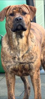 BOYKA XXL 8m oud REU!, Dieren en Toebehoren, Honden-accessoires, Ophalen of Verzenden