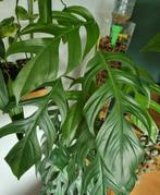 epipremnum pinnatum stek, Ophalen of Verzenden, Halfschaduw, Minder dan 100 cm