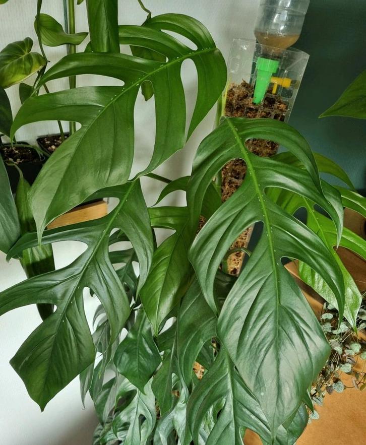 epipremnum pinnatum stek, Huis en Inrichting, Kamerplanten, Minder dan 100 cm, Halfschaduw, Ophalen of Verzenden