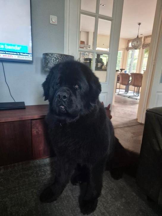 Dekreu Newfoundlander., Dieren en Toebehoren, Honden | Retrievers, Spaniëls en Waterhonden, Reu, Overige rassen, Particulier, Eén hond