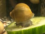Aquarium appelslakjes. Houden aquarium schoon. Stuur ook op!, Slak of Weekdier, Zoetwatervis, Schoolvis