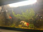Compleet ingericht aquarium inclusief vissen, Dieren en Toebehoren, Vissen | Aquariumvissen, Vis