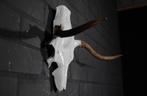 Eland Schedel Large Northern Elk Moose skull - Alces alces, Ophalen of Verzenden, Schedel
