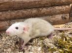 Jonge tamme ratten ( man) rechtreeks van de fokker, Rat, Mannelijk, Juli, Tam