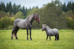 Verzorg pony's gezocht, Dieren en Toebehoren, Paarden en Pony's | Overige Paardenspullen, Ophalen of Verzenden