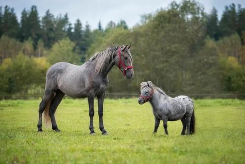 Verzorg pony's gezocht, Dieren en Toebehoren, Paarden en Pony's | Overige Paardenspullen, Ophalen of Verzenden