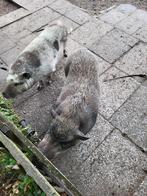 Hobby / mini varkens aangeboden, Dieren en Toebehoren, Vrouwelijk