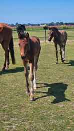 2 super knappe KWPN hengsten veulens., Hengst, Dressuurpaard, Ontwormd, 0 tot 2 jaar