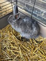 Konijn mannetje gecastreerd, Dieren en Toebehoren, Konijnen, Mannelijk, Middelgroot, 0 tot 2 jaar