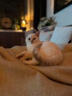 100% zuiver Britsekorthaar kitten 🩵 volledig 💉 en gechipt, Dieren en Toebehoren, Gechipt