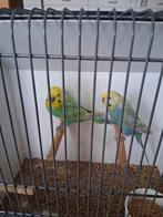 Kweek koppel, Dieren en Toebehoren, Vogels | Parkieten en Papegaaien, Meerdere dieren, Parkiet, Geringd