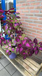 Huisplant, Tuin en Terras, Planten | Bomen, In pot, Halfschaduw, 100 tot 250 cm, Overige soorten