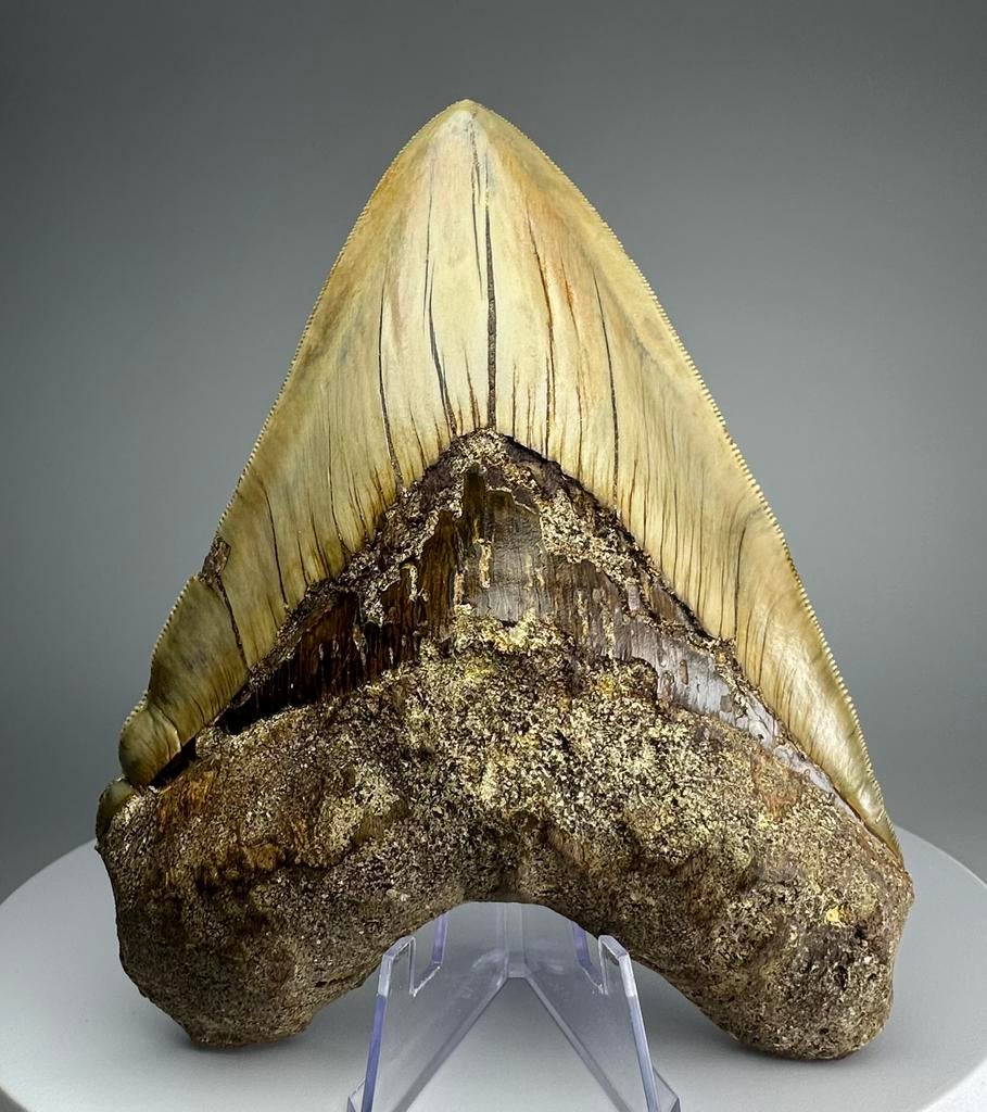 Megalodon tand, Ophalen of Verzenden, Fossiel