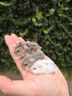 Tamme hamsters uitkiezen met of zonder kooi naar keuze, Dieren en Toebehoren, Knaagdieren, Hamster, Meerdere dieren, Tam, September