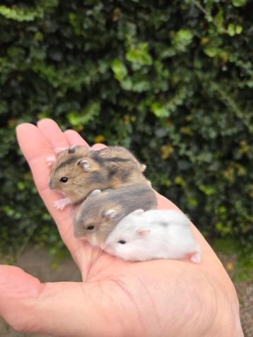 Tamme hamsters uitkiezen met of zonder kooi naar keuze beschikbaar voor biedingen