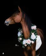 ‼️Prachtige bonte 2 jarige zangersheide merrie‼️, Merrie, Springpaard, Gechipt, Niet van toepassing