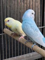 10 grasparkieten 50 euro, Dieren en Toebehoren, Meerdere dieren, Papegaai, Geringd