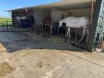 Containerstal, Dieren en Toebehoren, Stalling en Weidegang, 4 paarden of pony's of meer