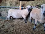 Overjarige hampshire down rammen, Dieren en Toebehoren, Schapen, Geiten en Varkens, Mannelijk, Schaap