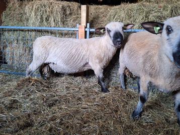 Overjarige hampshire down rammen beschikbaar voor biedingen