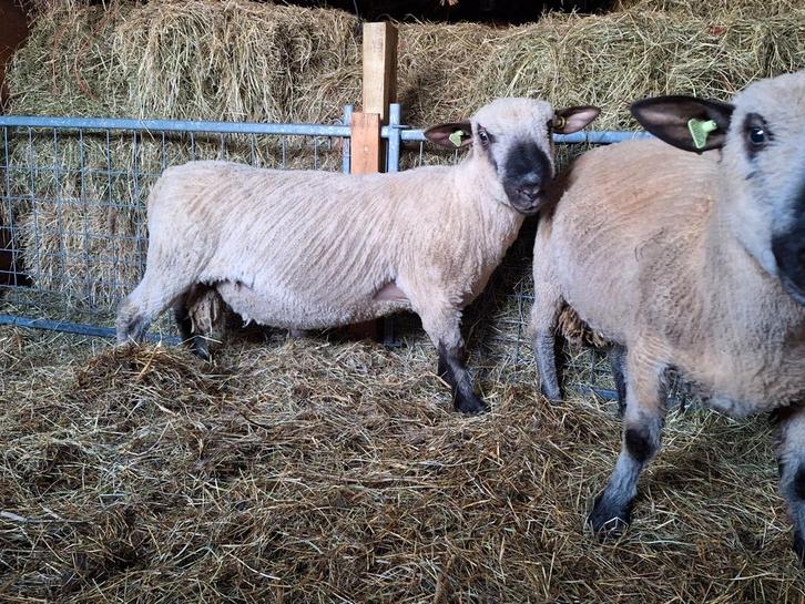 Overjarige hampshire down rammen, Dieren en Toebehoren, Schapen, Geiten en Varkens, Schaap, Mannelijk