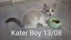 Ragdoll kittens met stamboom 1 Kater en 1 Poesje beschikbaar, Meerdere dieren, Gechipt