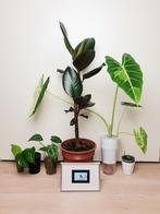 Set kamerplantjes en schilderij, alocasia, zamioculcas, hoya, Huis en Inrichting, Kamerplanten, Overige soorten, In pot, Minder dan 100 cm