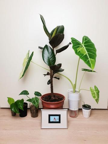 Set kamerplantjes en schilderij, alocasia, zamioculcas, hoya beschikbaar voor biedingen