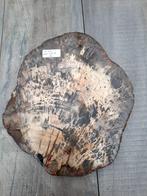 Schijf versteend hout no 5a, Verzamelen, Mineralen en Fossielen, Ophalen of Verzenden, Mineraal