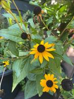 🌼 Gele zonnehoed biologisch Rudbeckia fulgida Goldsturm, Volle zon, Vaste plant, Zomer, Ophalen