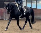 Knappe zwartbruine merrie, Dieren en Toebehoren, Paarden, Merrie, B, Gechipt, Dressuurpaard