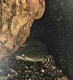 Polypterus ornatipinnis – Marmerkwastvinsnoek, Dieren en Toebehoren, Vis, Zoetwatervis