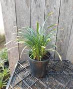 Liriope muscari - Vaste plant met paarse bloemen, Tuin en Terras, Planten | Tuinplanten, Vaste plant, Siergrassen, Ophalen of Verzenden