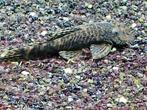 Ancistrus wildkleur, Dieren en Toebehoren, Vis, Zoetwatervis