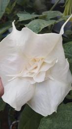 Brugmansia dubbel bloemig Wit, Tuin en Terras, Vaste plant, Halfschaduw, Zomer, Ophalen