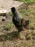 Zijdehoen haan, Dieren en Toebehoren, Mannelijk, Kip