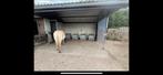 Schuilstal en weidegang aan huis in Soest, Weidegang, 1 paard of pony