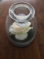 Glazen Stolp Roos Waxinelicht, Overige materialen, Wit, Nieuw, Ophalen of Verzenden