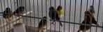 five fancy mannen, Dieren en Toebehoren, Vogels | Kanaries, Mannelijk, Postuurkanarie