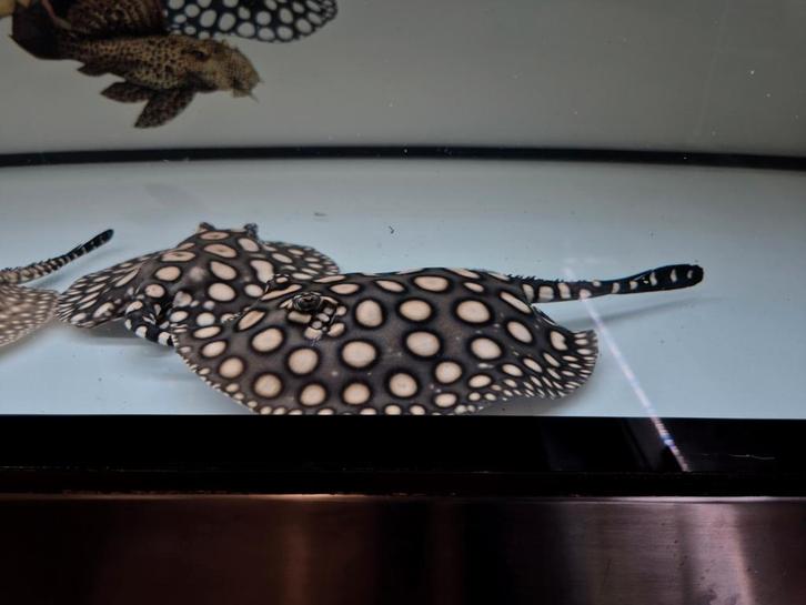Potamotrygon Black diamond superwhite, Dieren en Toebehoren, Vissen | Aquariumvissen, Zoetwatervis, Vis