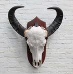 Grote zware schedel AUSTRALISCHE WATERBUFFEL op schild