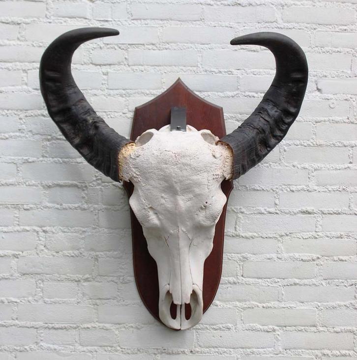 Grote zware schedel AUSTRALISCHE WATERBUFFEL op schild, Verzamelen, Dierenverzamelingen, Zo goed als nieuw, Schedel, Wild dier