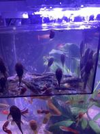 Ancistrus Borstelneus baby Algeneters (0,50 p.st), Dieren en Toebehoren, Overige typen