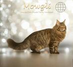 🌐 Your Excellency 🌐 Maine Coon Dekkater, Dieren en Toebehoren, Katten en Kittens | Dekkaters, 0 tot 2 jaar
